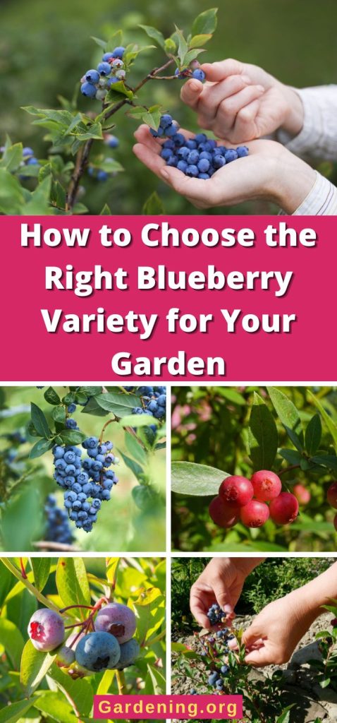 How to Choose the Right Blueberry Variety for Your Garden pinterest image.