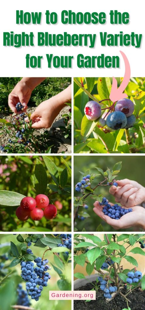 How to Choose the Right Blueberry Variety for Your Garden pinterest image.