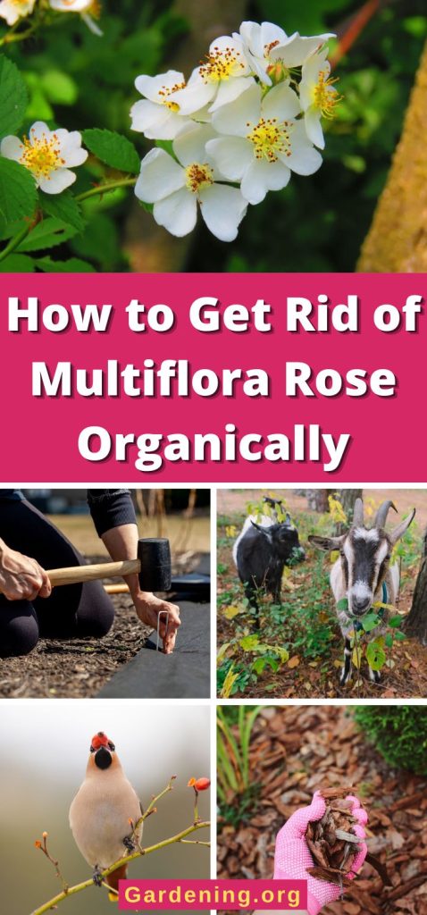 How to Get Rid of Multiflora Rose Organically pinterest image.