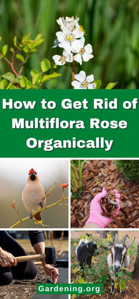 How to Get Rid of Multiflora Rose Organically pinterest image.