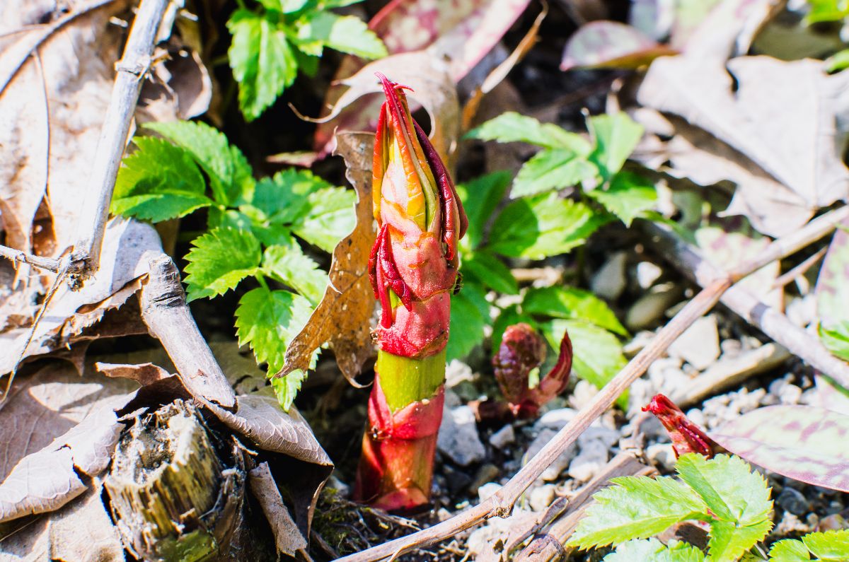 A young shoot of invasive knotweed breaking ground