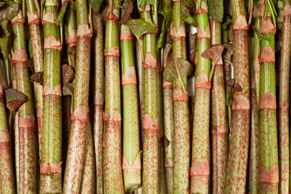 Stems of Japanese knotweed, a highly invasive species