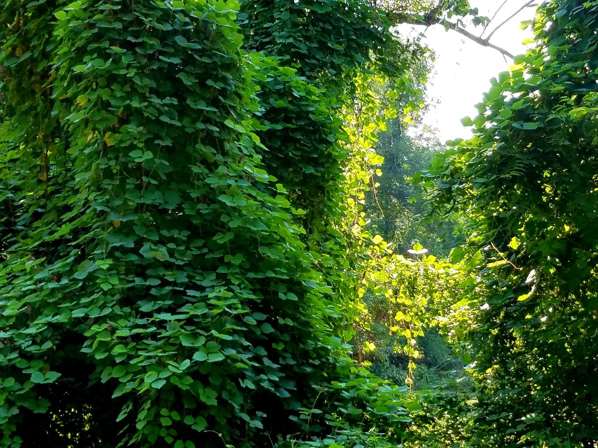 A forested area overrun by an invasive species of plant