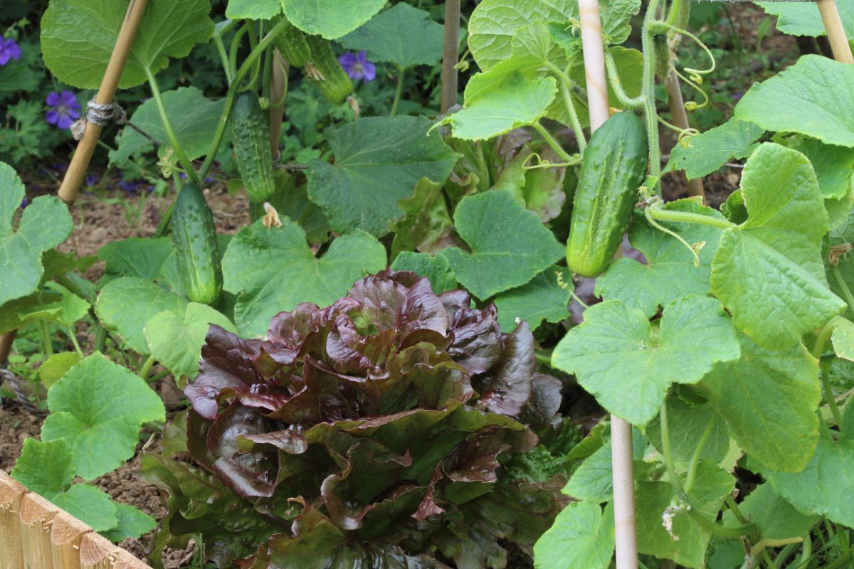 Lettuce interplanted with cucumbers for shade