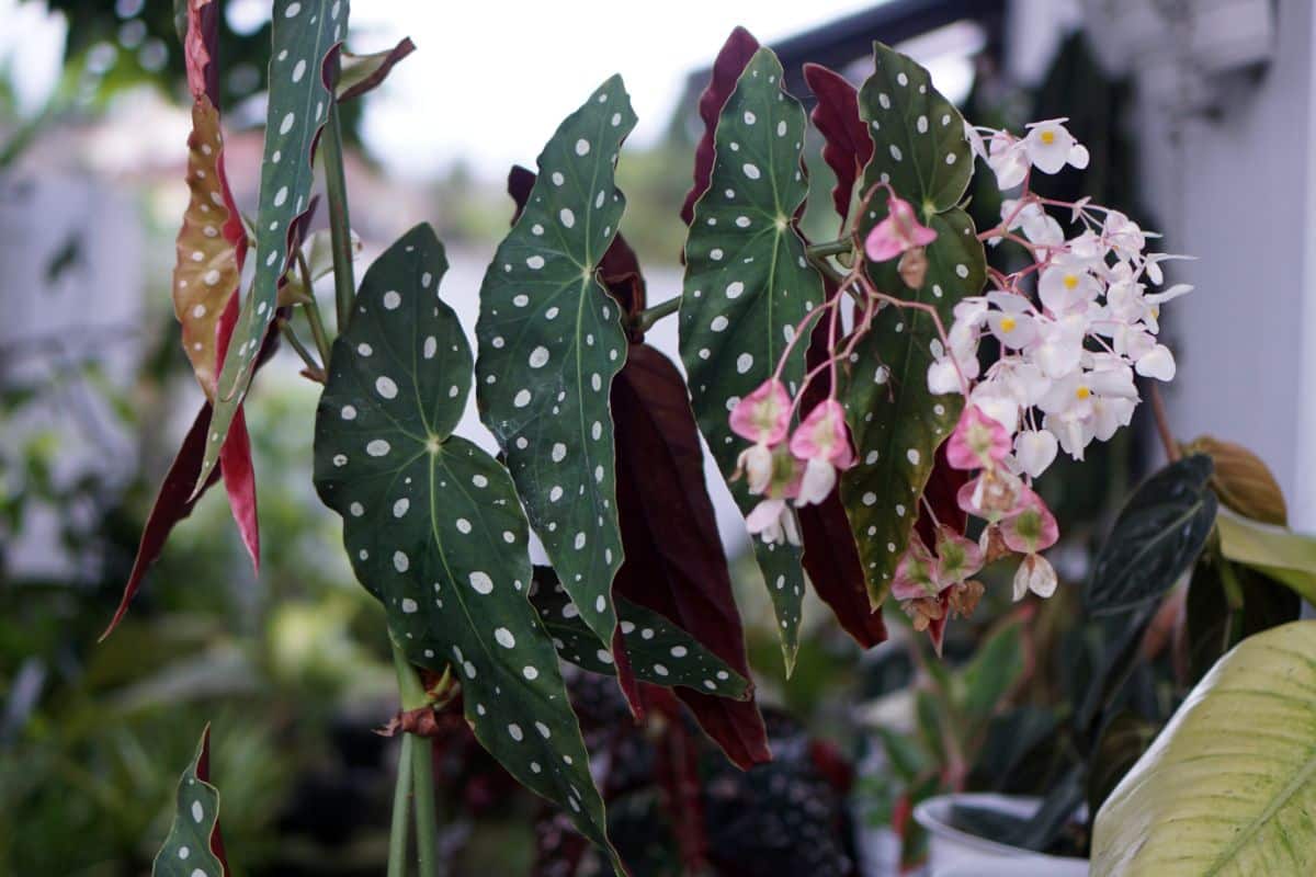 A polka dot plant with distinct white polka dot patterning