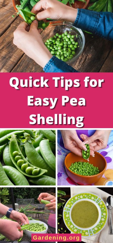 Quick Tips for Easy Pea Shelling pinterest image.