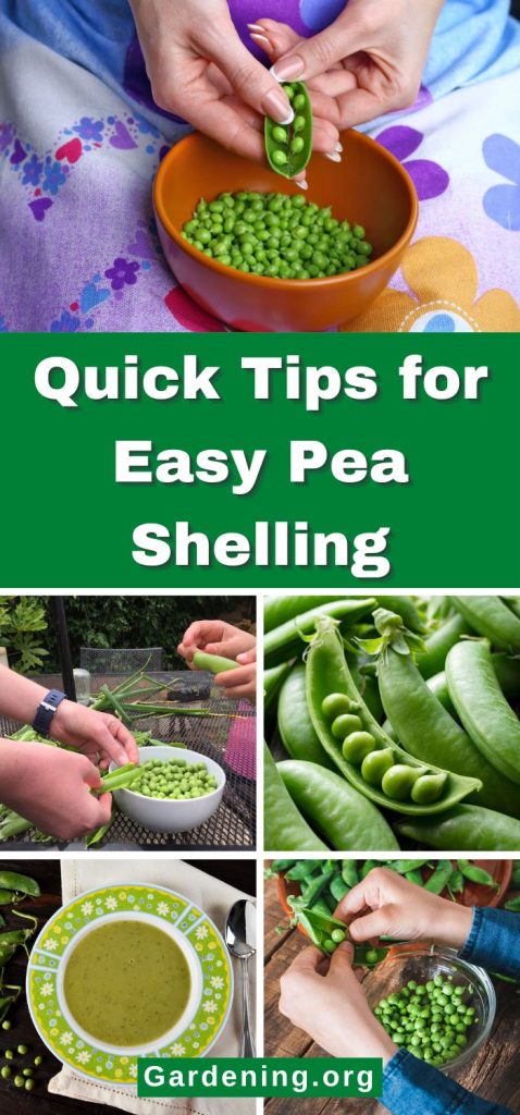Quick Tips for Easy Pea Shelling pinterest image.