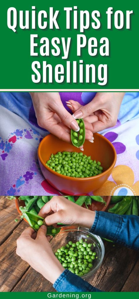 Quick Tips for Easy Pea Shelling pinterest image.