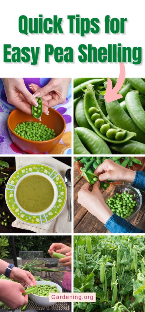 Quick Tips for Easy Pea Shelling pinterest image.