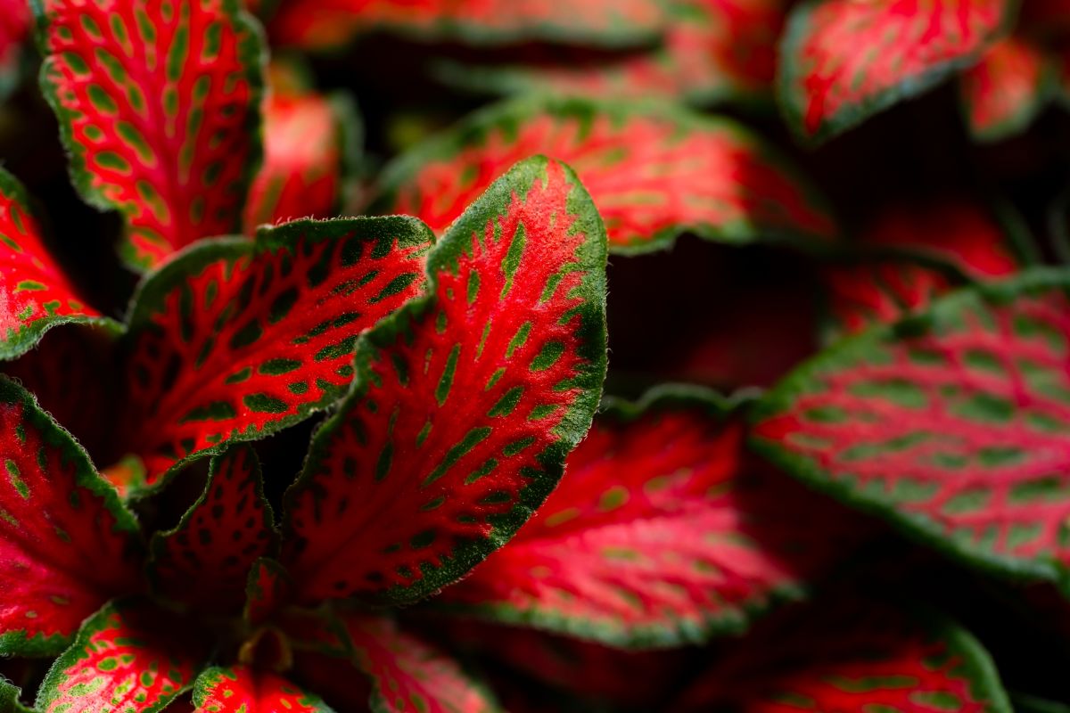 A houseplant with red and green leaves