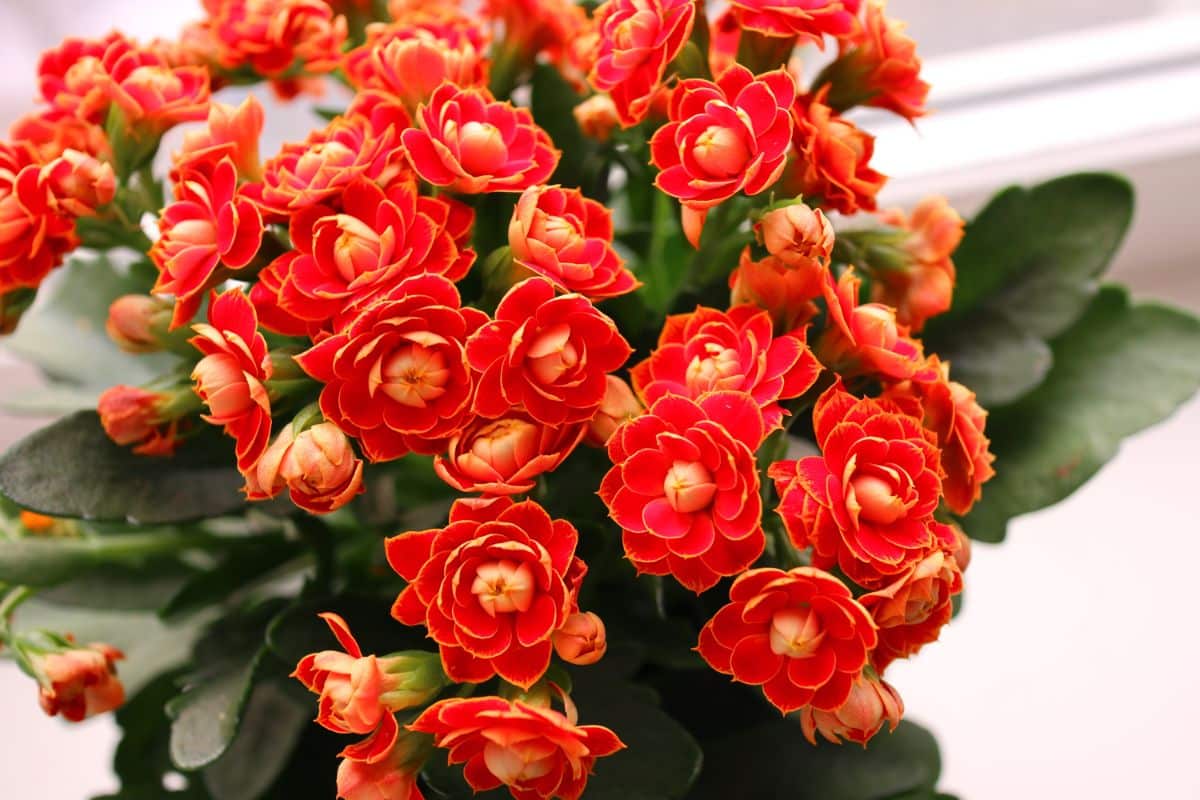 A red-orange blooming houseplant