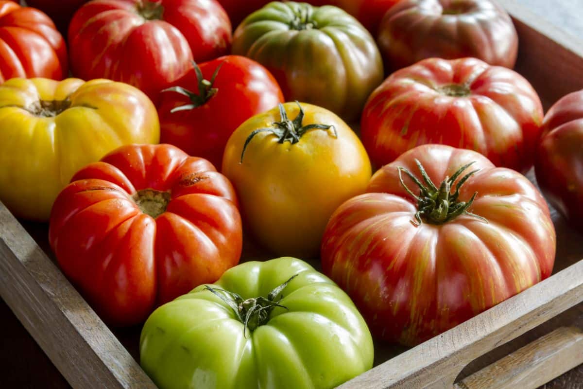 Nicely arranged varieties of slicing tomatoes
