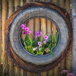 The old tire used as a hanging planter with purple flowers.