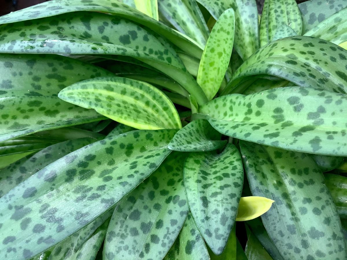 A two-toned green polka dotted plant