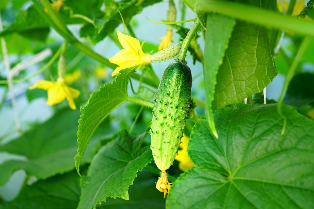 A young cucumber on the vine with a dying blossom