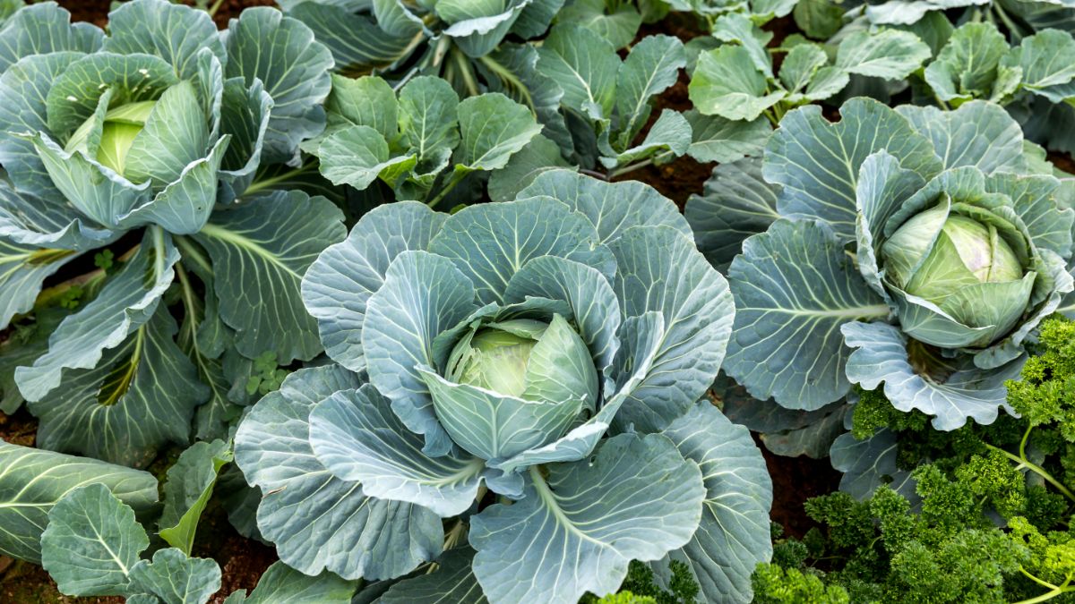 Heads of green fall cabbage