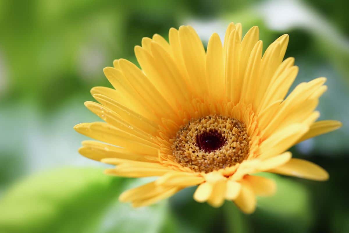 Yellow Gerbera daisy houseplant