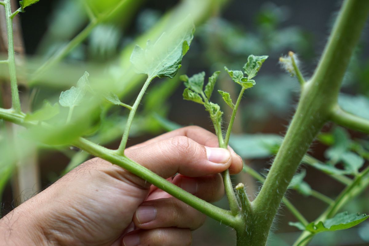 A gardener's hand reaches to prune a tomato