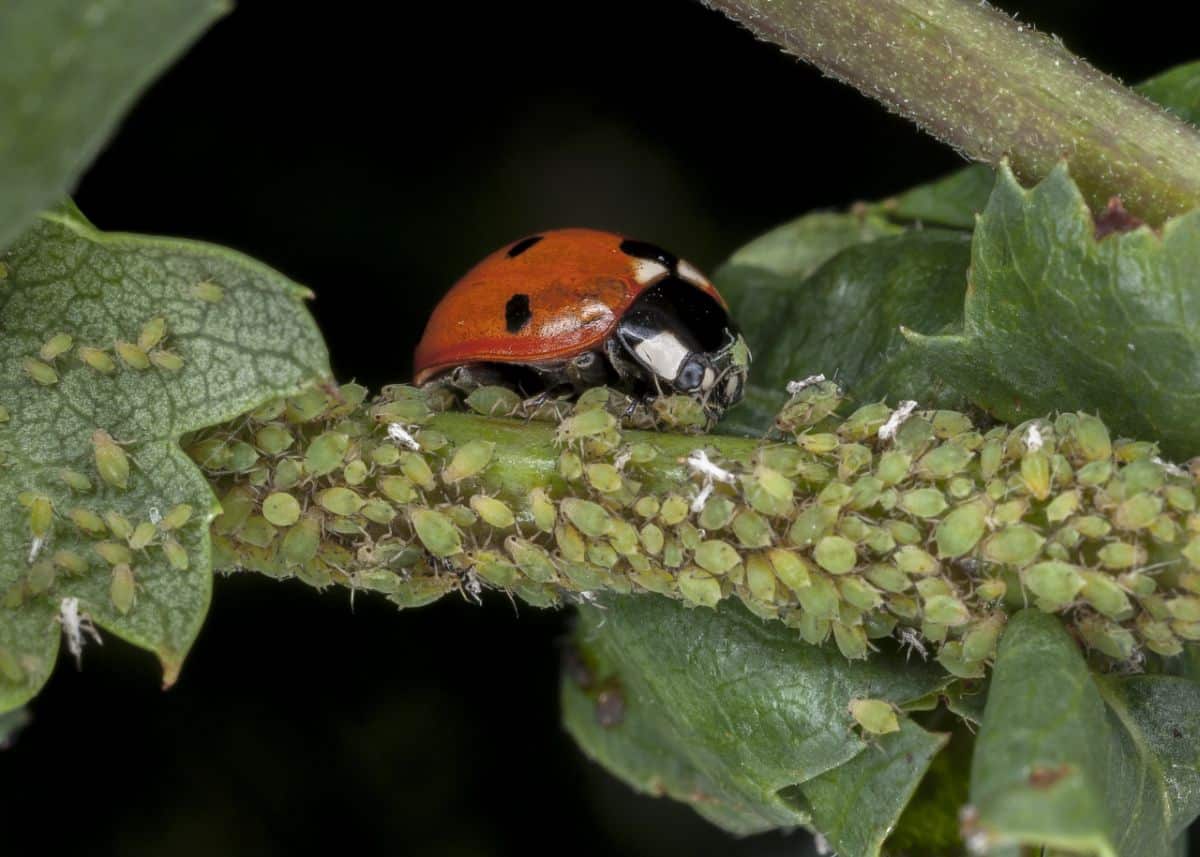 A ladybug chews on an infestation of aphids