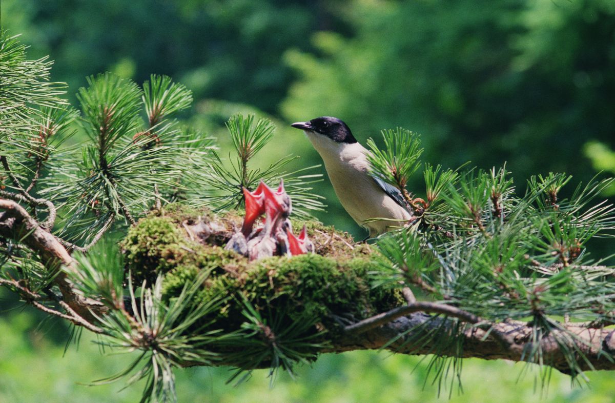 A bird with young chicks in a tree