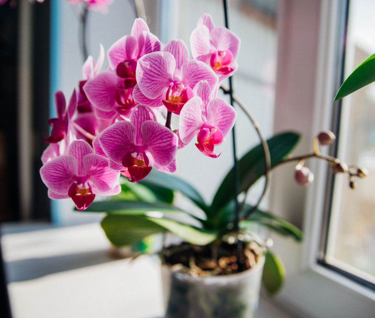 A pink and white moth orchid