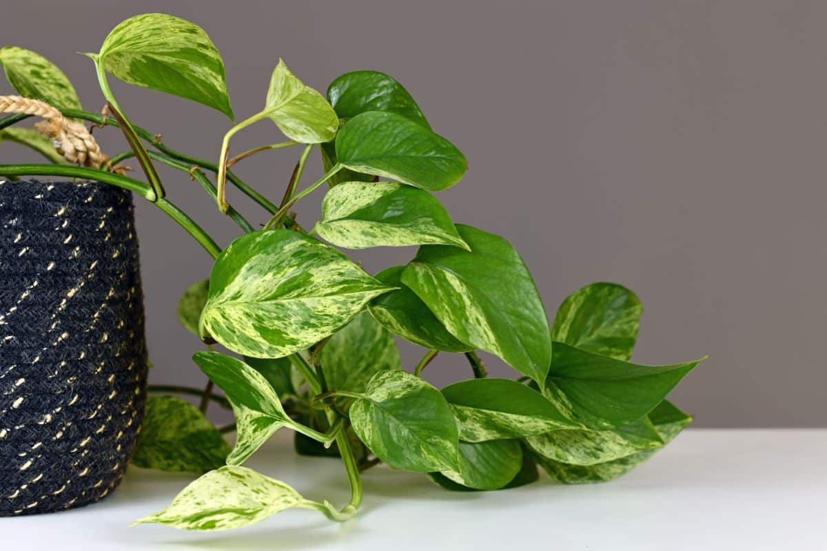 Pothos houseplant spilling from a basket