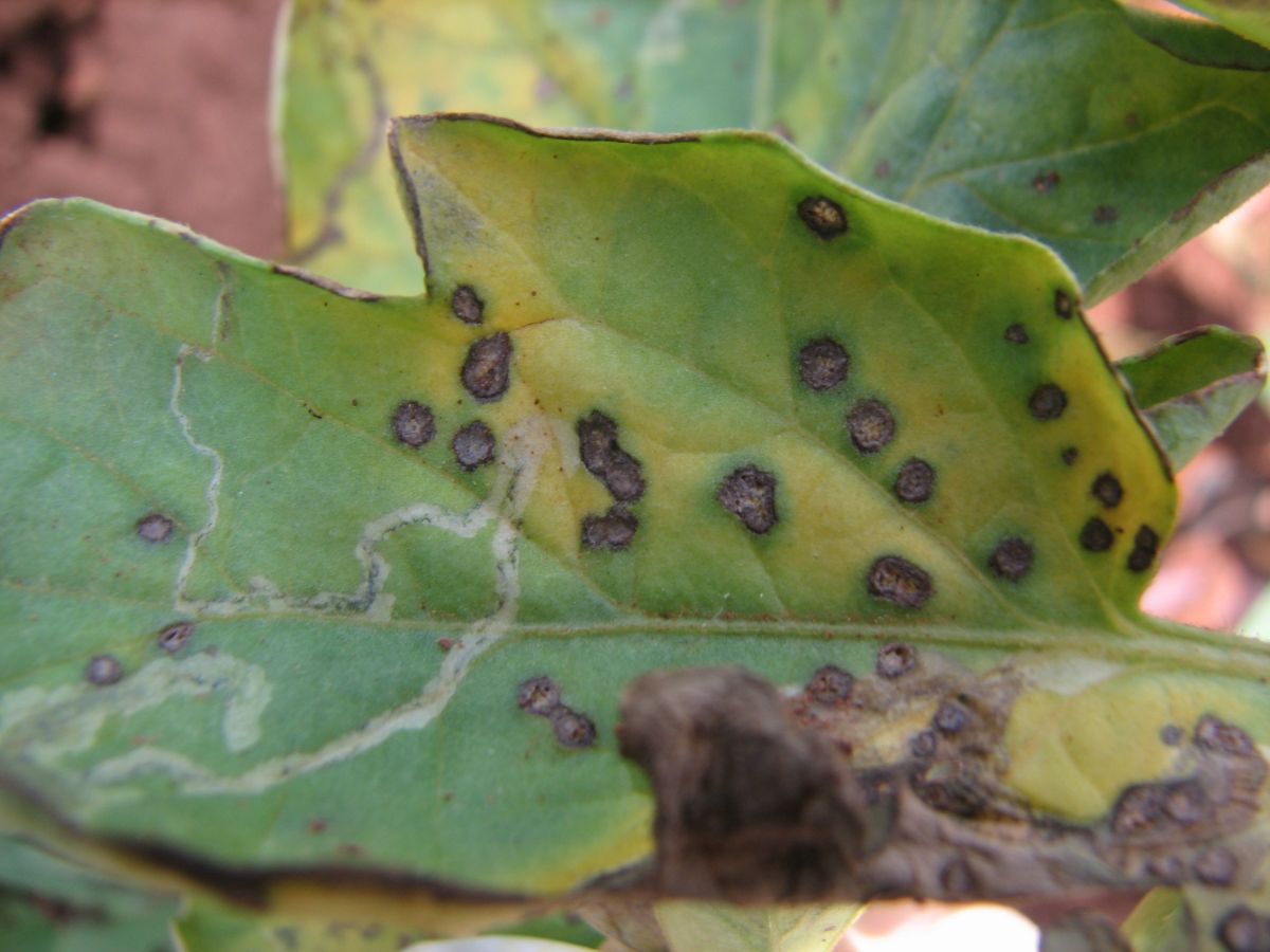 Tomato with Septoria leaf spot