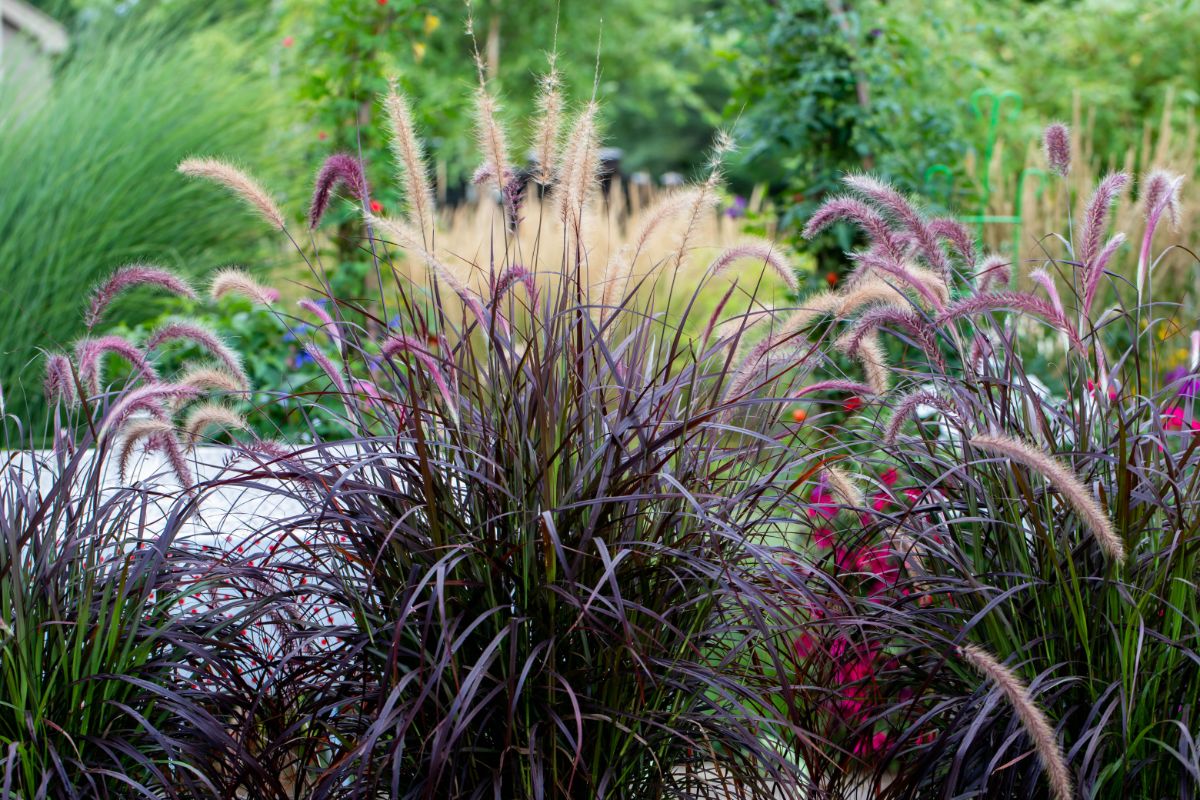 A purple ornamental grass planted in a landscape