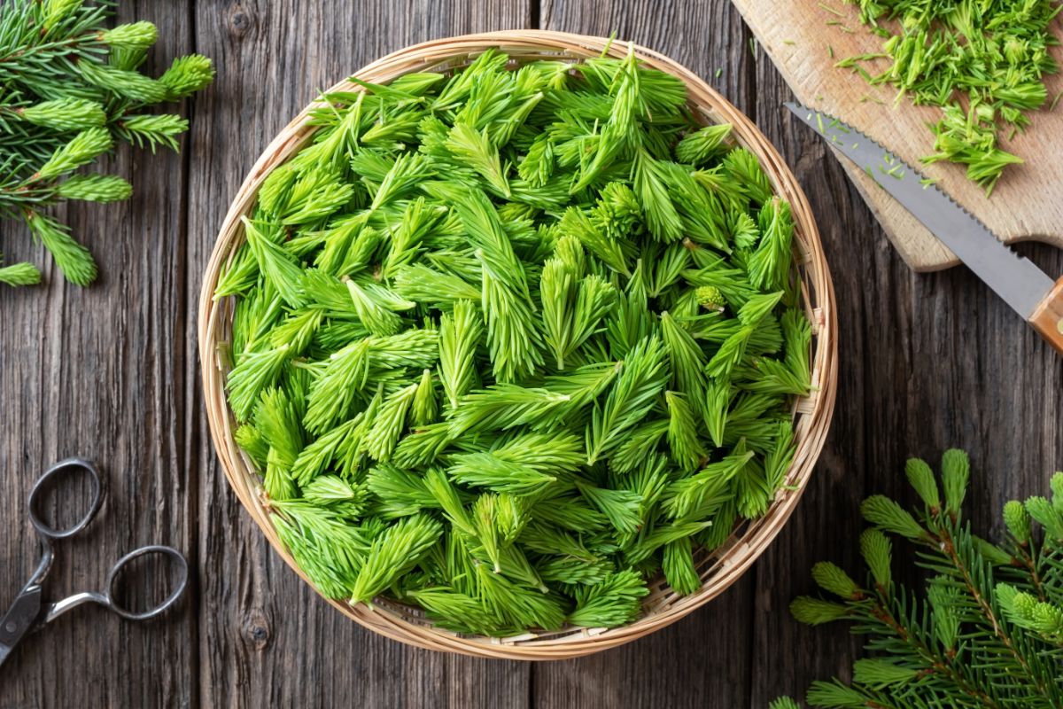 Young spruce tips collected for making jelly