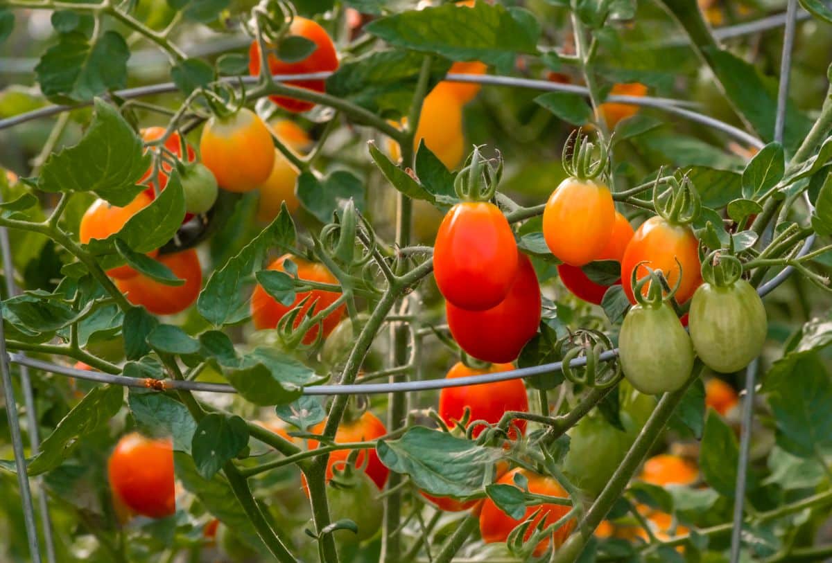 Tomatoes growing in a round tomato cage