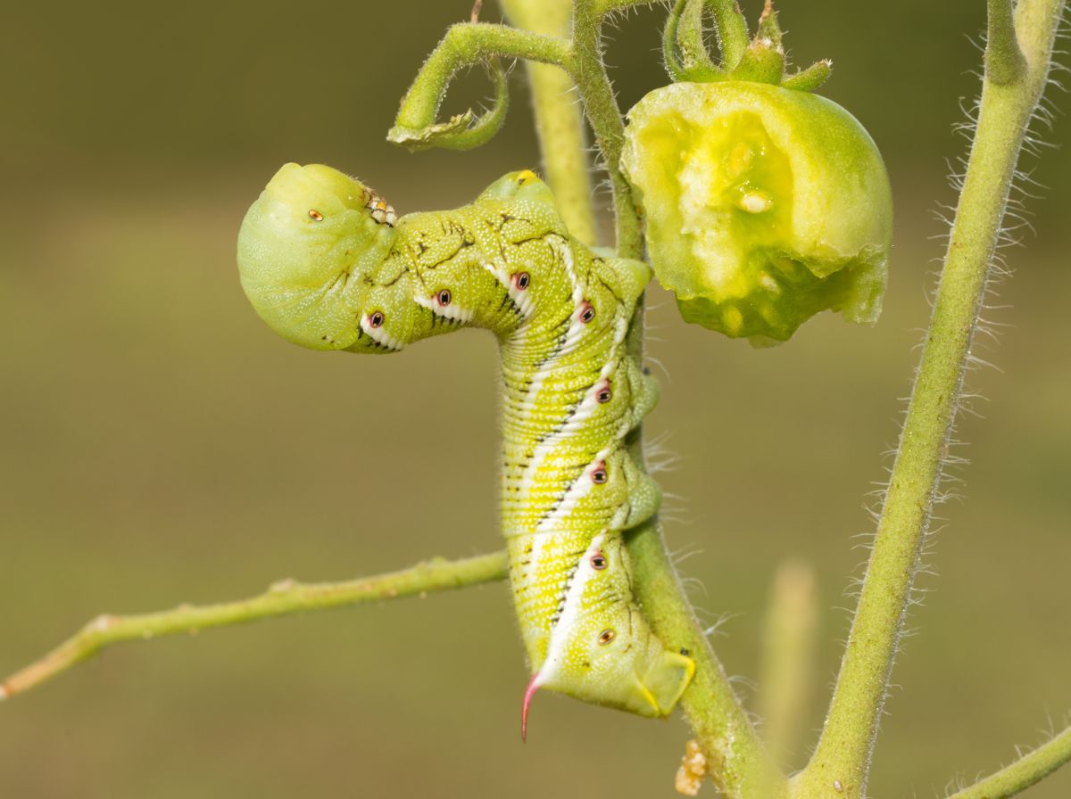 A tomato hornworm finishing off a green tomato