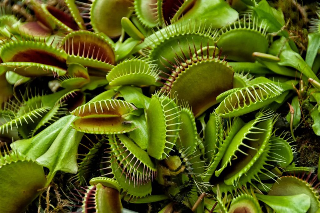 10 Carnivorous Plants to Grow Indoors - Gardening