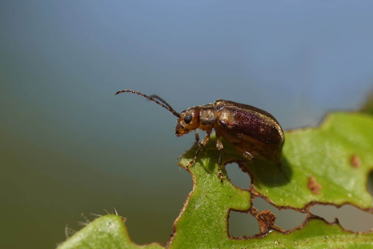 A viburnum leaf beetles making a meal of the plant