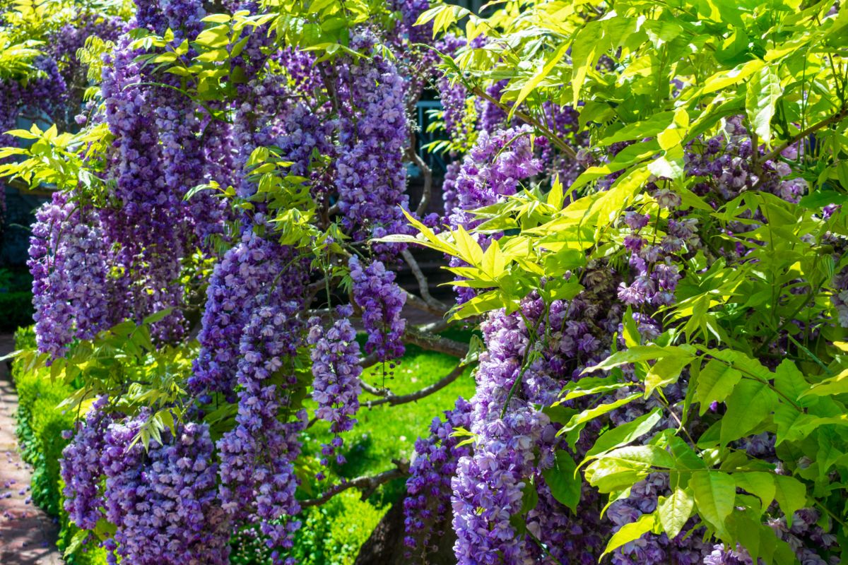 Purple flowering American wisteria vine