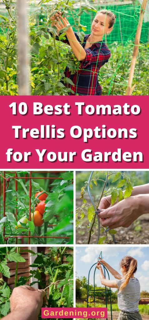 10 Best Tomato Trellis Options for Your Garden pinterest image.