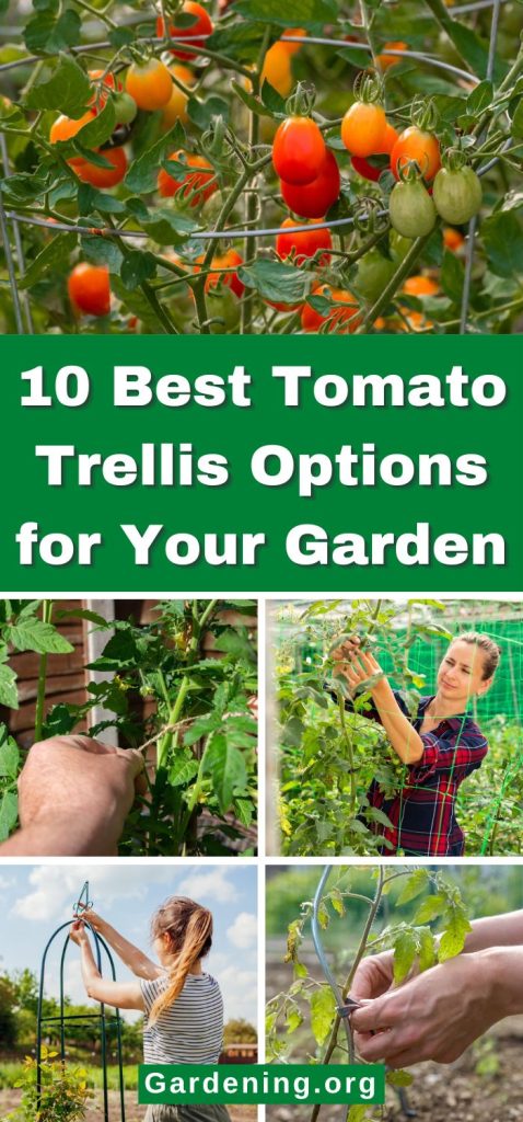 10 Best Tomato Trellis Options for Your Garden pinterest image.