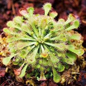 A close-up spoon-leaved sundew plant, drosera spatulta capensis.