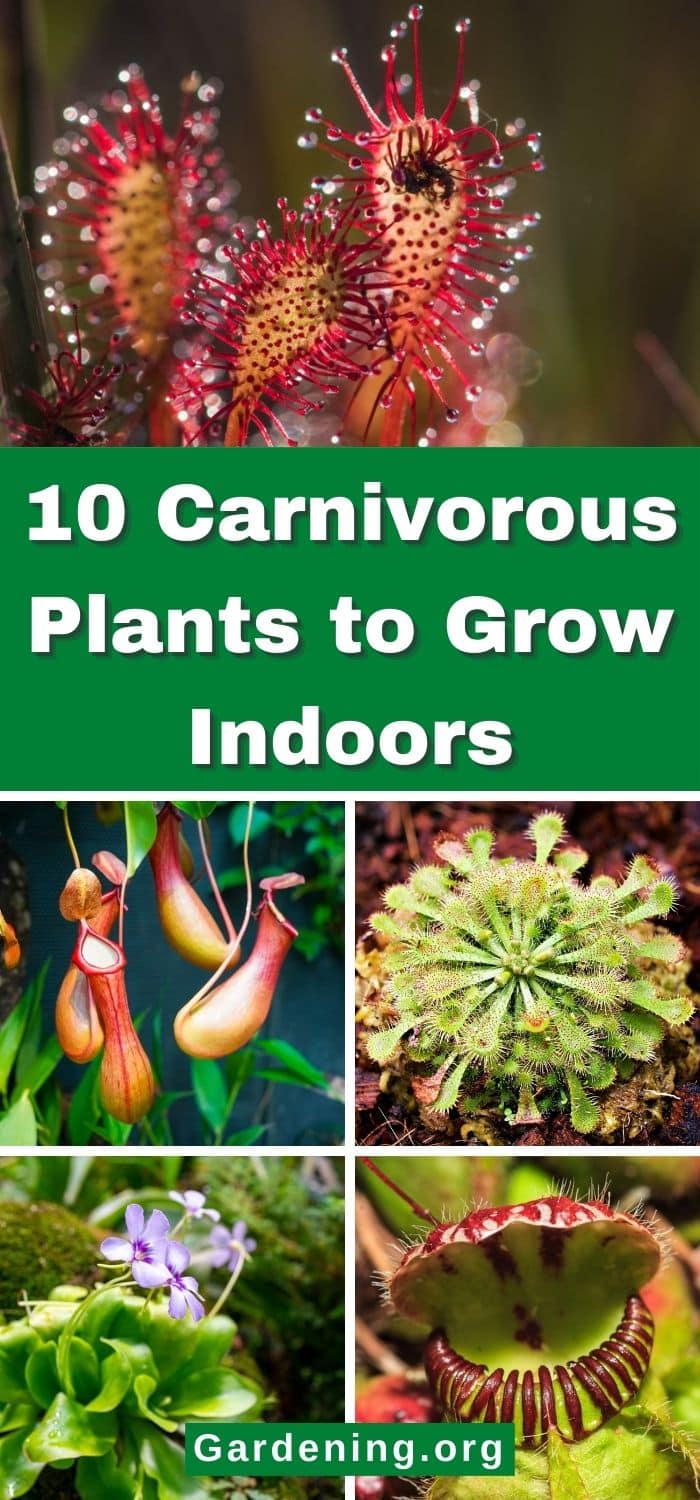 10 Carnivorous Plants to Grow Indoors - Gardening