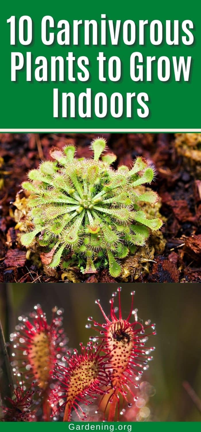 10 Carnivorous Plants to Grow Indoors - Gardening