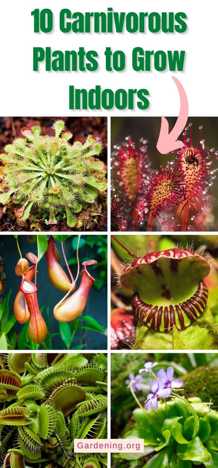 10 Carnivorous Plants to Grow Indoors - Gardening
