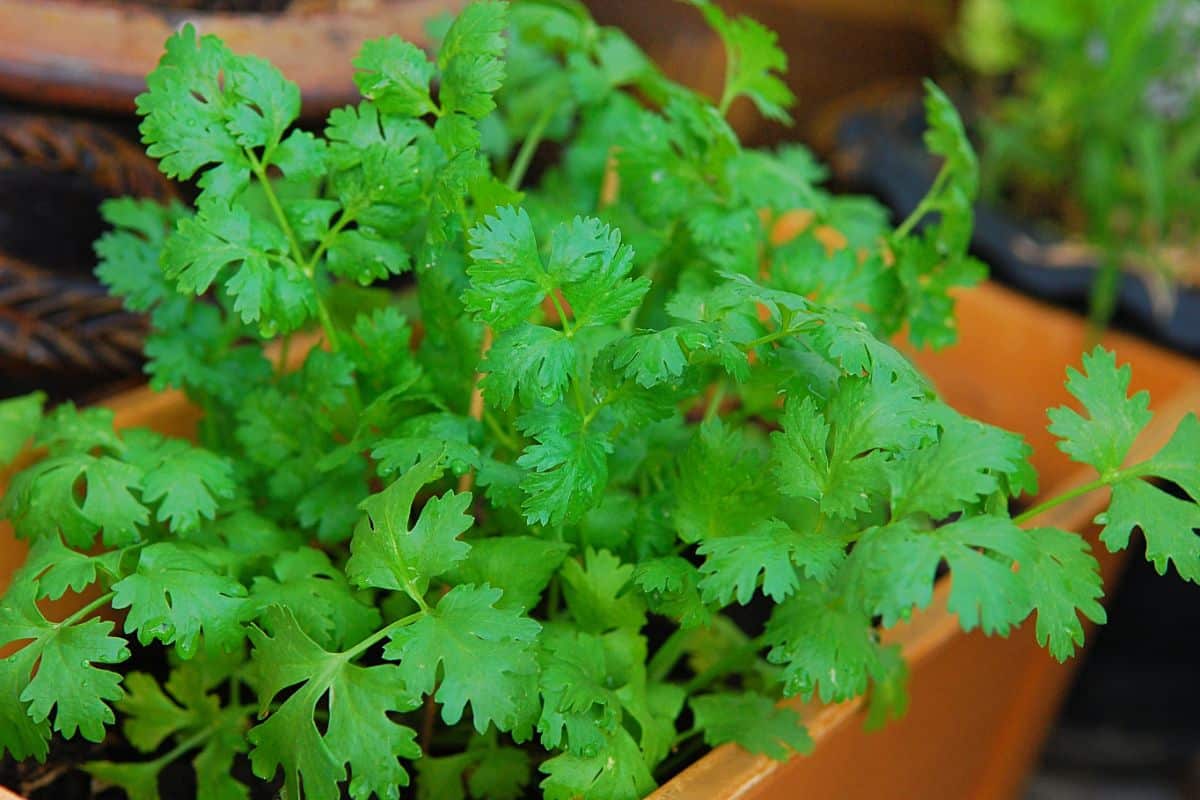 Cilantro planted in an herb box