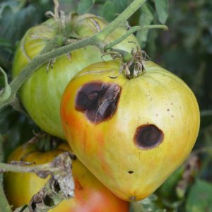 Anthracnose tomato disease on a green tomato.