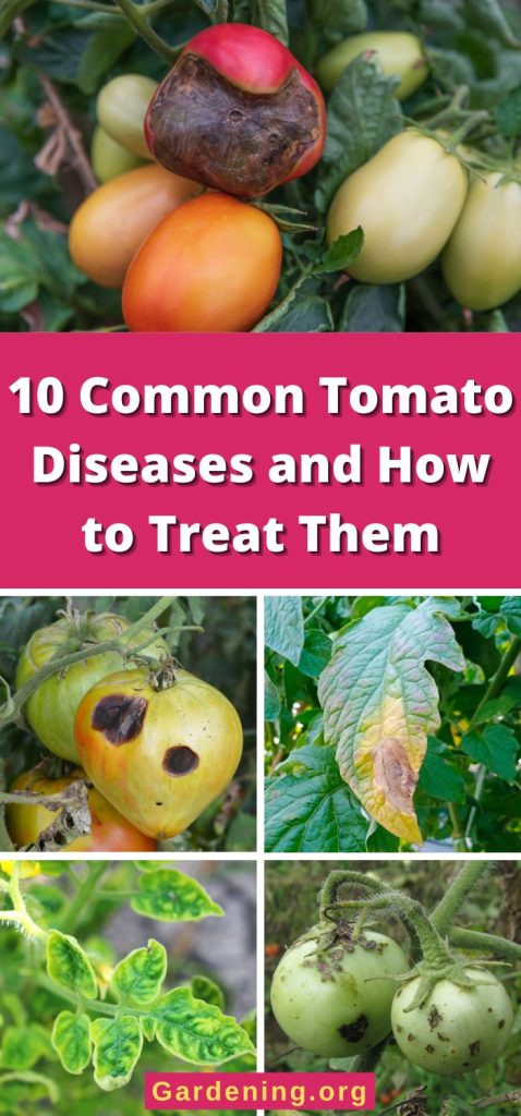 10 Common Tomato Diseases and How to Treat Them pinterest image.