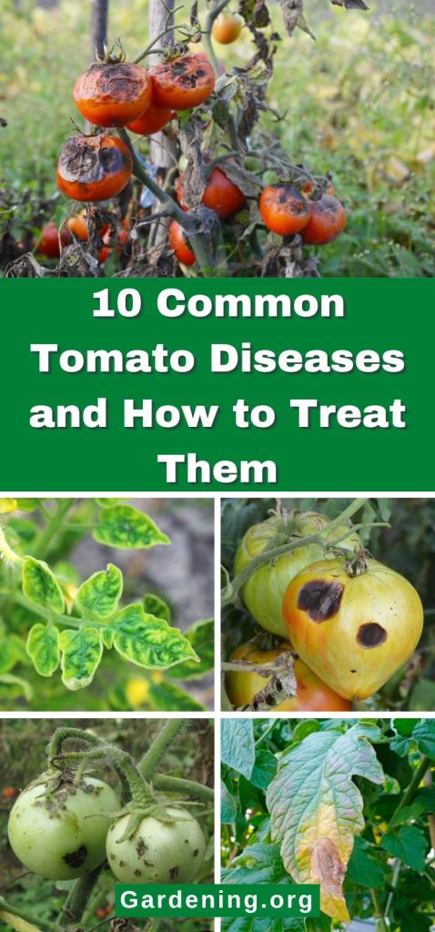 10 Common Tomato Diseases and How to Treat Them pinterest image.