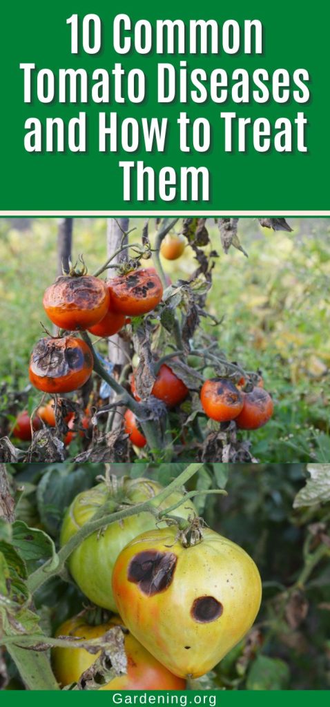 10 Common Tomato Diseases and How to Treat Them pinterest image.