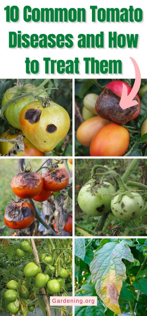 10 Common Tomato Diseases and How to Treat Them pinterest image.