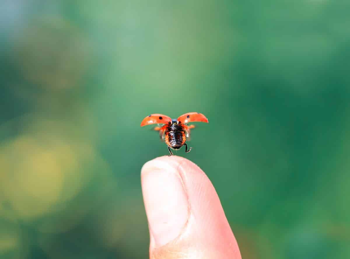 A little ladybug taking flight looking like a dancer on a fingertip