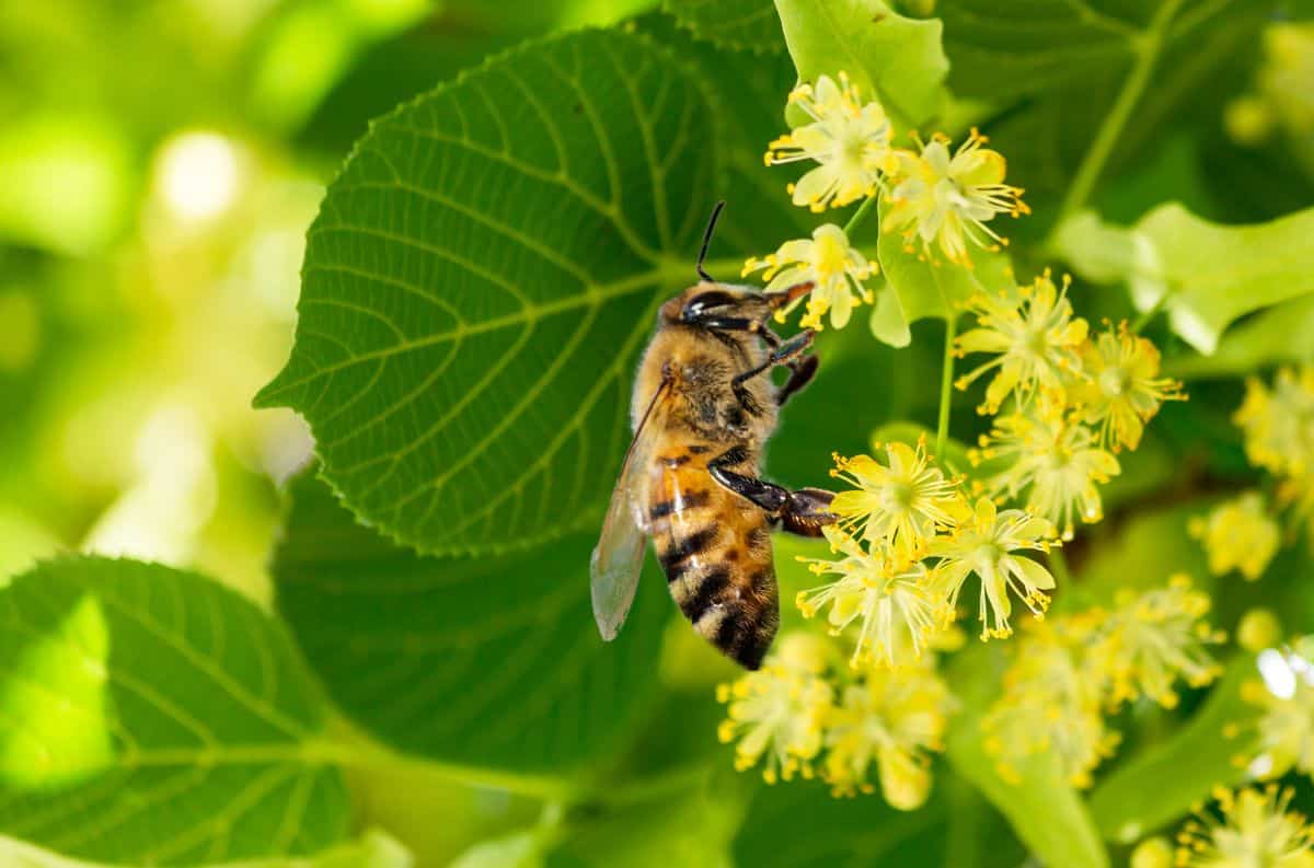 A honeybee on a linden flower