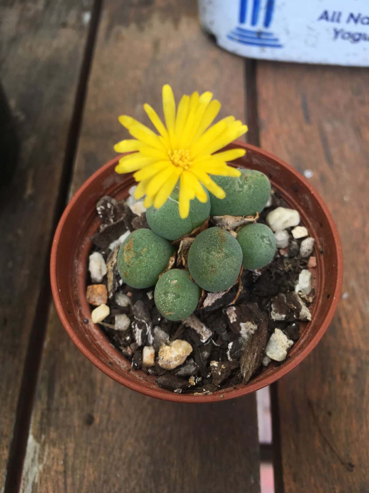 Yellow flowering marble buttons plant