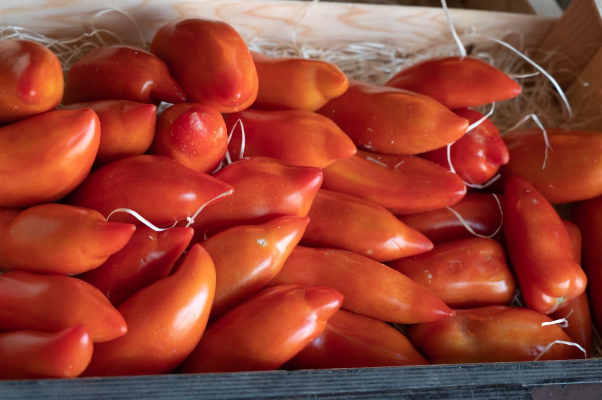 Opalka tomatoes in a crate